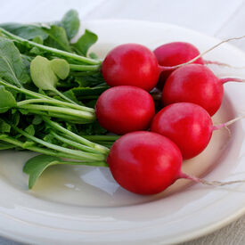 Crunchy Crimson, (F1) Radish Seeds